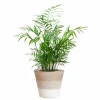 LA GREEN TOUCH - Chamadorea elegans et son pot panier blanc - hauteur 55cm