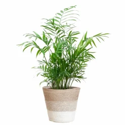 LA GREEN TOUCH - Chamadorea elegans et son pot panier blanc - hauteur 55cm