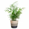 LA GREEN TOUCH - Chamadorea elegans et son pot panier multicolor - hauteur 55cm