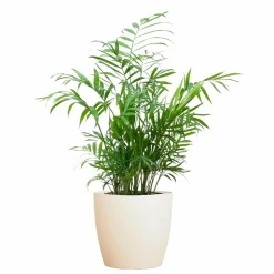 LA GREEN TOUCH - Chamadorea elegans et son pot blanc - hauteur 55cm