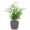 LA GREEN TOUCH - Chamadorea elegans et son pot gris - hauteur 55cm