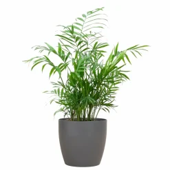 LA GREEN TOUCH - Chamadorea elegans et son pot gris - hauteur 55cm