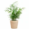 LA GREEN TOUCH - Chamadorea elegans et son pot panier naturel - hauteur 55cm