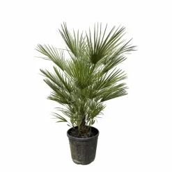 LA GREEN TOUCH - Chamaerops humilis struik 150cm - plante d'intérieur