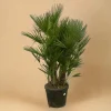 LA GREEN TOUCH - Chamaerops humilis h180cm