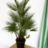 LA GREEN TOUCH - Chamaerops humilis 130cm - plante d'intérieur