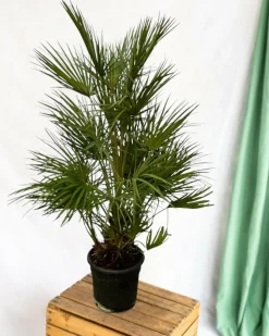 LA GREEN TOUCH - Chamaerops humilis 130cm - plante d'intérieur