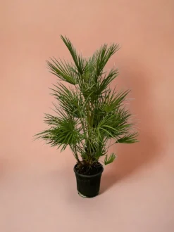 LA GREEN TOUCH - Chamaerops humilis 130cm - plante d'intérieur