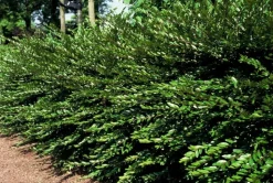 LA GREEN TOUCH - Chèvrefeuille à cupule x20 – entre 1,25 et 1,67m2