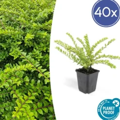 LA GREEN TOUCH - Chèvrefeuille arbustif 'maigrün' x40 – entre 2,5 et 3,33m2
