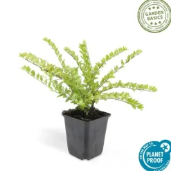 LA GREEN TOUCH - Chèvrefeuille arbustif 'maigrün' x40 – entre 2,5 et 3,33m2