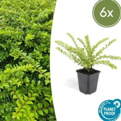 LA GREEN TOUCH - Chèvrefeuille arbustif 'maigrün' x6 – entre 0,38 et 0,5m2