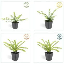 LA GREEN TOUCH - Chèvrefeuille arbustif 'maigrün' x6 – entre 0,38 et 0,5m2