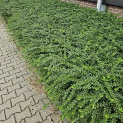 LA GREEN TOUCH - Chèvrefeuille arbustif 'maigrün' x6 – entre 0,38 et 0,5m2