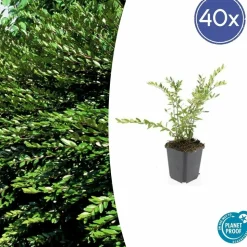 LA GREEN TOUCH - Chèvrefeuille à cupule 'purple pearl' x20 – entre 1,25 et 1,67m2