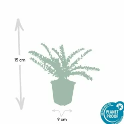 LA GREEN TOUCH - Chèvrefeuille arbustif 'maigrün' x60 – entre 3,75 et 5m2