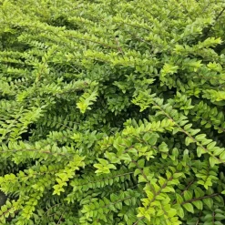 LA GREEN TOUCH - Chèvrefeuille arbustif 'maigrün' x60 – entre 3,75 et 5m2