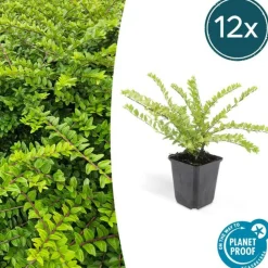 LA GREEN TOUCH - Chèvrefeuille arbustif 'maigrün' x60 – entre 3,75 et 5m2