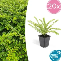 LA GREEN TOUCH - Chèvrefeuille arbustif 'maigrün' x60 – entre 3,75 et 5m2