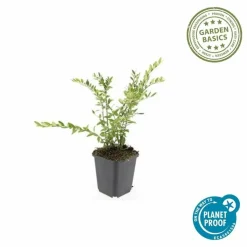 LA GREEN TOUCH - Chèvrefeuille à cupule x40 – entre 2,5 et 3,33m2