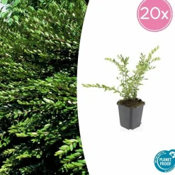 LA GREEN TOUCH - Chèvrefeuille à cupule x40 – entre 2,5 et 3,33m2