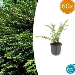 LA GREEN TOUCH - Chèvrefeuille à cupule 'purple pearl' x60 – entre 3,75 et 5m2