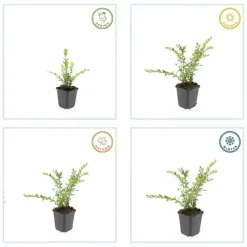 LA GREEN TOUCH - Chèvrefeuille à cupule 'purple pearl' x60 – entre 3,75 et 5m2