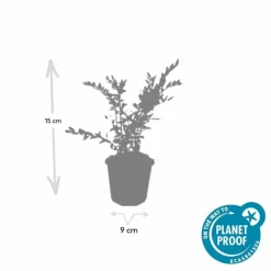 LA GREEN TOUCH - Chèvrefeuille à cupule x60 – entre 3,75 et 5m2