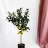 LA GREEN TOUCH - Citronnier 150cm - plante d'intérieur