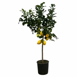 LA GREEN TOUCH - Citronnier 150cm - plante d'intérieur