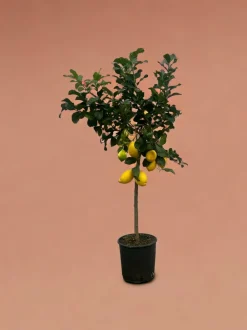 LA GREEN TOUCH - Citronnier 150cm - plante d'intérieur