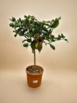 LA GREEN TOUCH - Citrus lemon - 80 cm - ø22cm