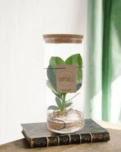 LA GREEN TOUCH - Clusia rosea princess en tube