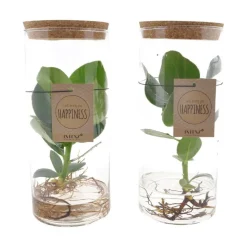 LA GREEN TOUCH - Clusia rosea princess en tube