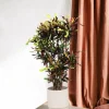 LA GREEN TOUCH - Codiaeum croton coloré 120cm - plante d'intérieur