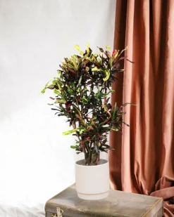 LA GREEN TOUCH - Codiaeum croton coloré 120cm - plante d'intérieur