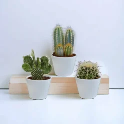 LA GREEN TOUCH - Coffret cactus et ses caches-pots blancs - lot de 3 plantes, h23cm