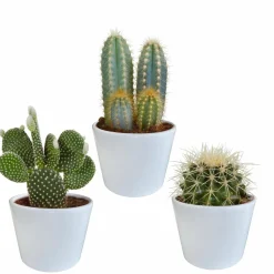 LA GREEN TOUCH - Coffret cactus et ses caches-pots blancs - lot de 3 plantes, h23cm