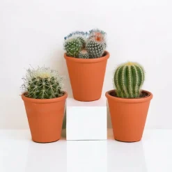 LA GREEN TOUCH - Coffret cadeau cactus et ses caches-pots terracotta - lot de 3 plantes, h16cm