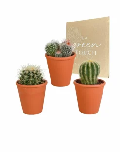 LA GREEN TOUCH - Coffret cadeau cactus et ses caches-pots terracotta - lot de 3 plantes, h16cm