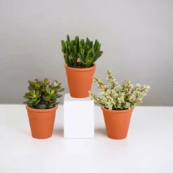 LA GREEN TOUCH - Coffret crassula et ses caches-pots terracotta - lot de 3 plantes, h18cm