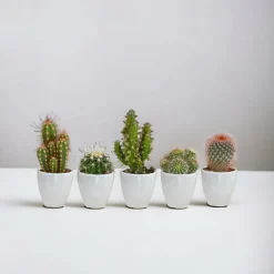 LA GREEN TOUCH - Coffret cactus et ses caches-pots blancs - lot de 5 plantes, h40cm