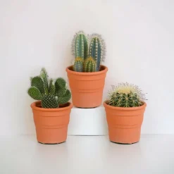 LA GREEN TOUCH - Coffret cactus et ses caches-pots terracotta - lot de 3 plantes, h23cm