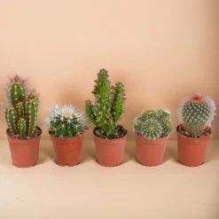 LA GREEN TOUCH - Coffret cactus, succulentes - lot de 15 plantes, h13cm