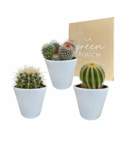 LA GREEN TOUCH - Coffret cactus et ses caches-pots blancs - lot de 3 plantes, h16cm