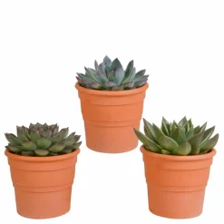 LA GREEN TOUCH - Coffret cadeau echeveria et ses caches-pots terracotta - lot de 3 plantes, h21cm