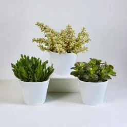 LA GREEN TOUCH - Coffret crassula et ses caches-pots blancs - lot de 3 plantes, h21cm