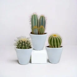 LA GREEN TOUCH - Coffret cactus et ses caches-pots blancs - lot de 3 plantes, h18cm
