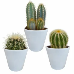 LA GREEN TOUCH - Coffret cactus et ses caches-pots blancs - lot de 3 plantes, h18cm