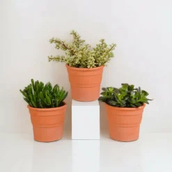LA GREEN TOUCH - Coffret crassula et ses caches-pots terracotta - lot de 3 plantes, h21cm